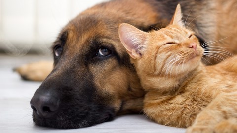 HEALTH FOR PET PLANO DE SAÚDE PARA CÃES E GATOS